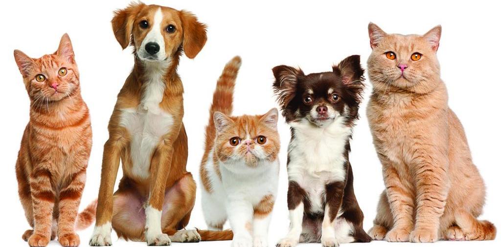 Доска объявлений о животных | ЗооТом - продажа, вязка и услуги для животных в Олекминске