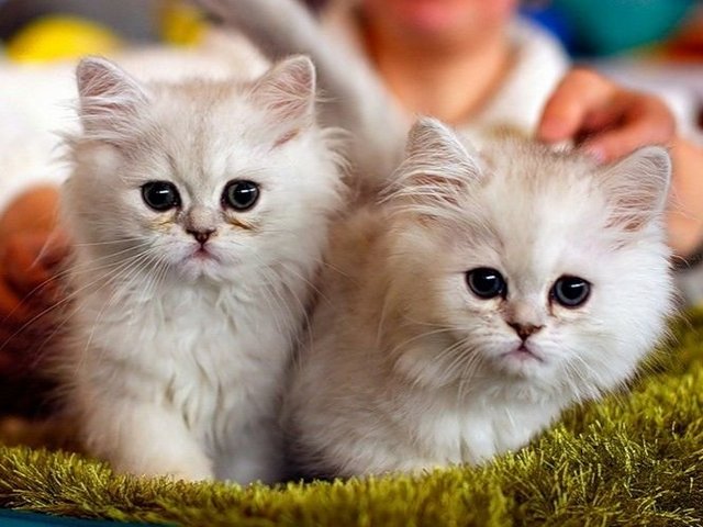 Породы кошек в Олекминске | ЗооТом портал о животных