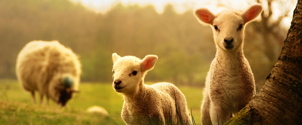 Объявления о сельскохозяйственных животных | ЗооТом - продажа, вязка и услуги для животных в Олекминске