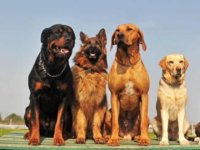 Крупные породы собак в Олекминске | ЗооТом портал о животных